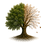 Be4 Tomorrow 2Day tree-of-life logo